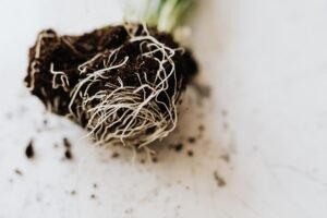 What Are Worm Castings, and Why Should You Care? what is worm castings why do i care2