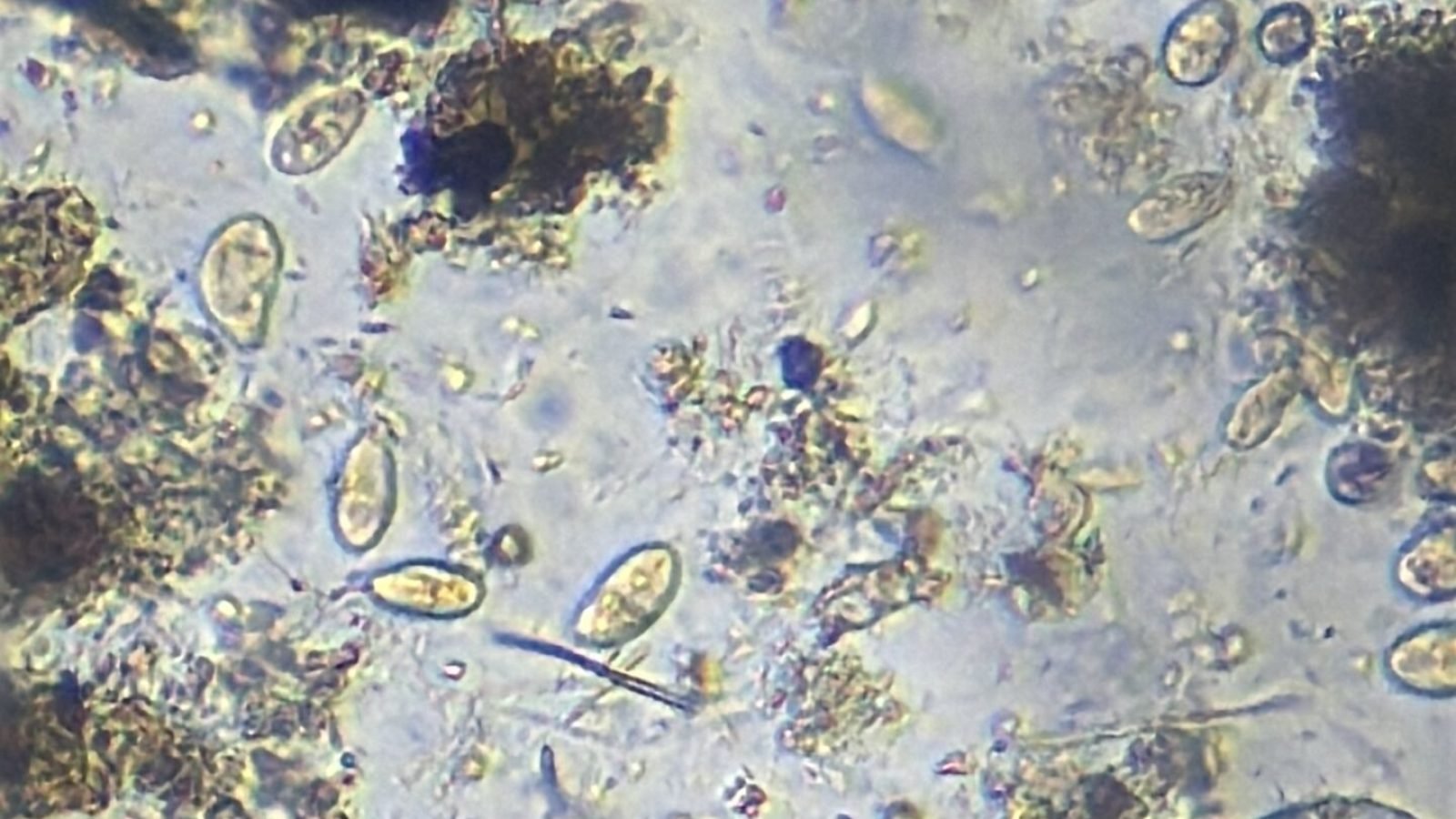 soil sample.jpg